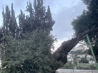The Abraham’s Oak Tree of Mamre, Hebron